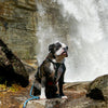 The New York Guide: Hiking with Pups