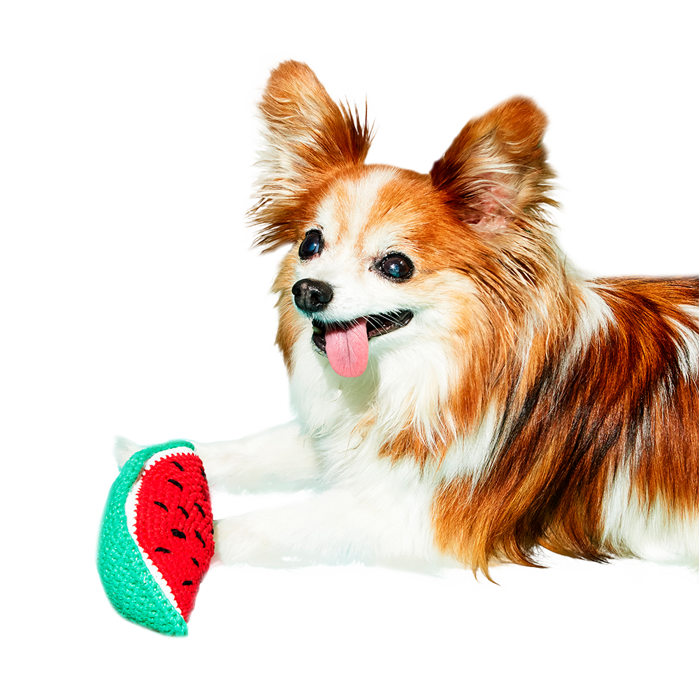 Watermelon Dog Toy